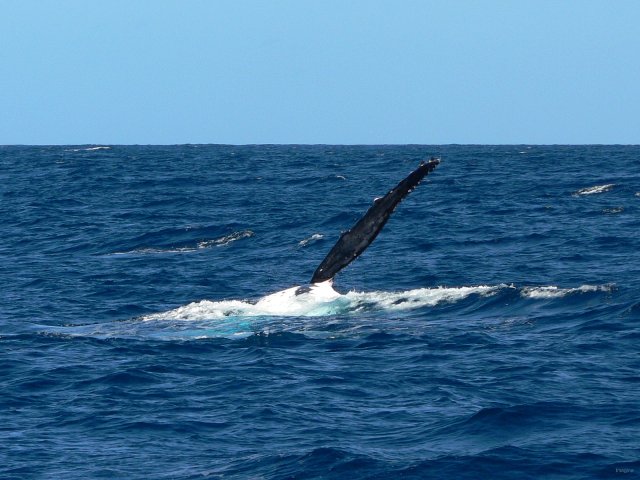 11- Baleines, groupe 3, en mer, sud du lagon 